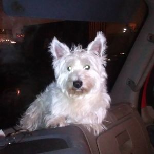 Meet your Posher, Steven